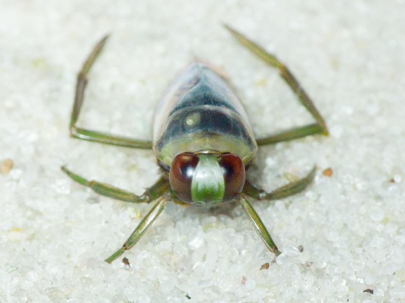 Notonecta glauca Linnaeus, 1758